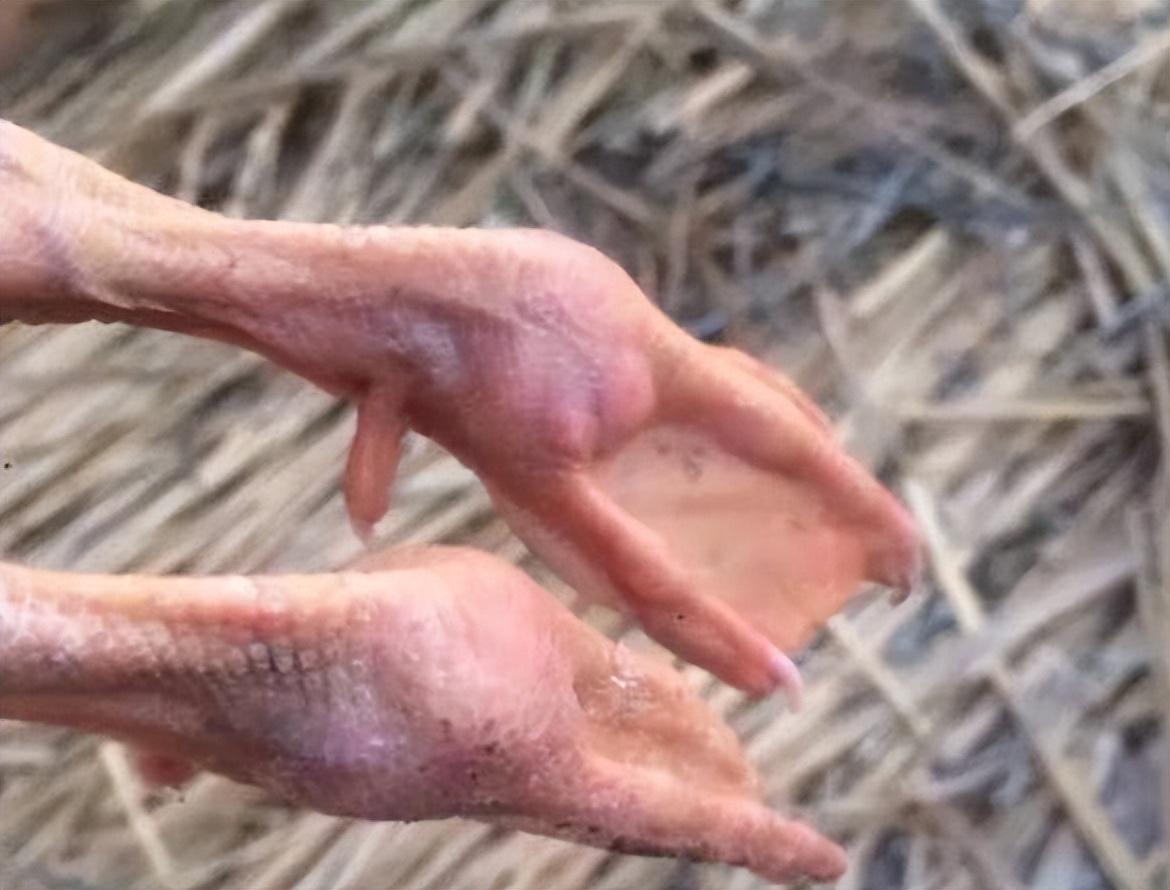 太突然了（欧洲杯决赛）匈牙利比拼苏丹比分主场优势-深度剖析