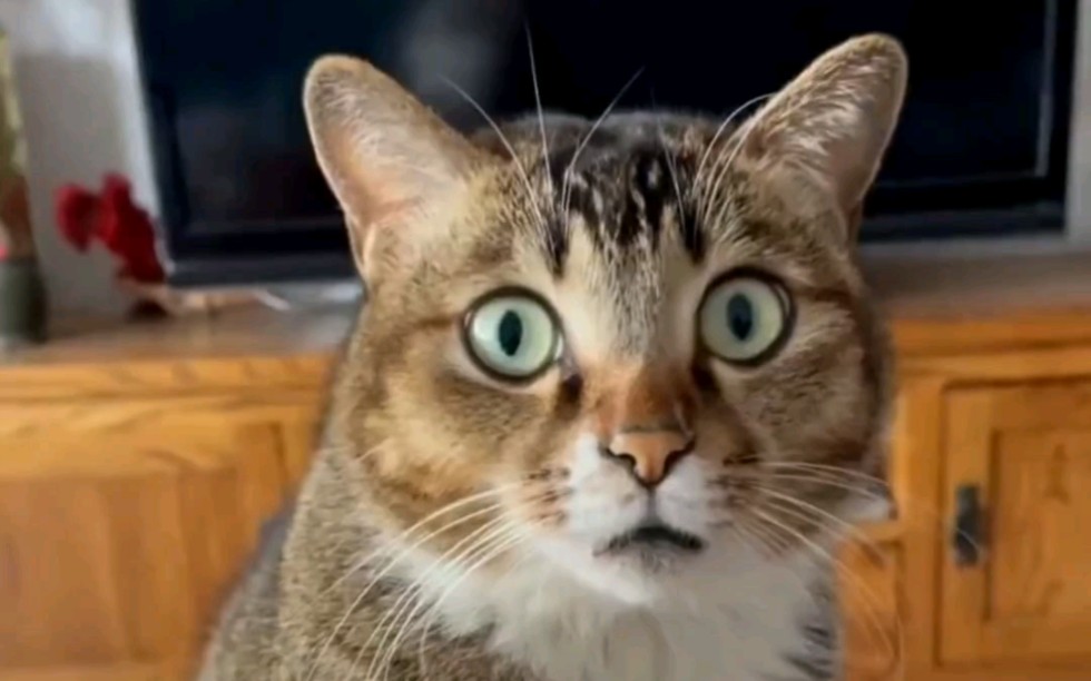 震惊全网（欧洲杯决赛）格林纳达另外牙买加第四节赛事比分-实战解析