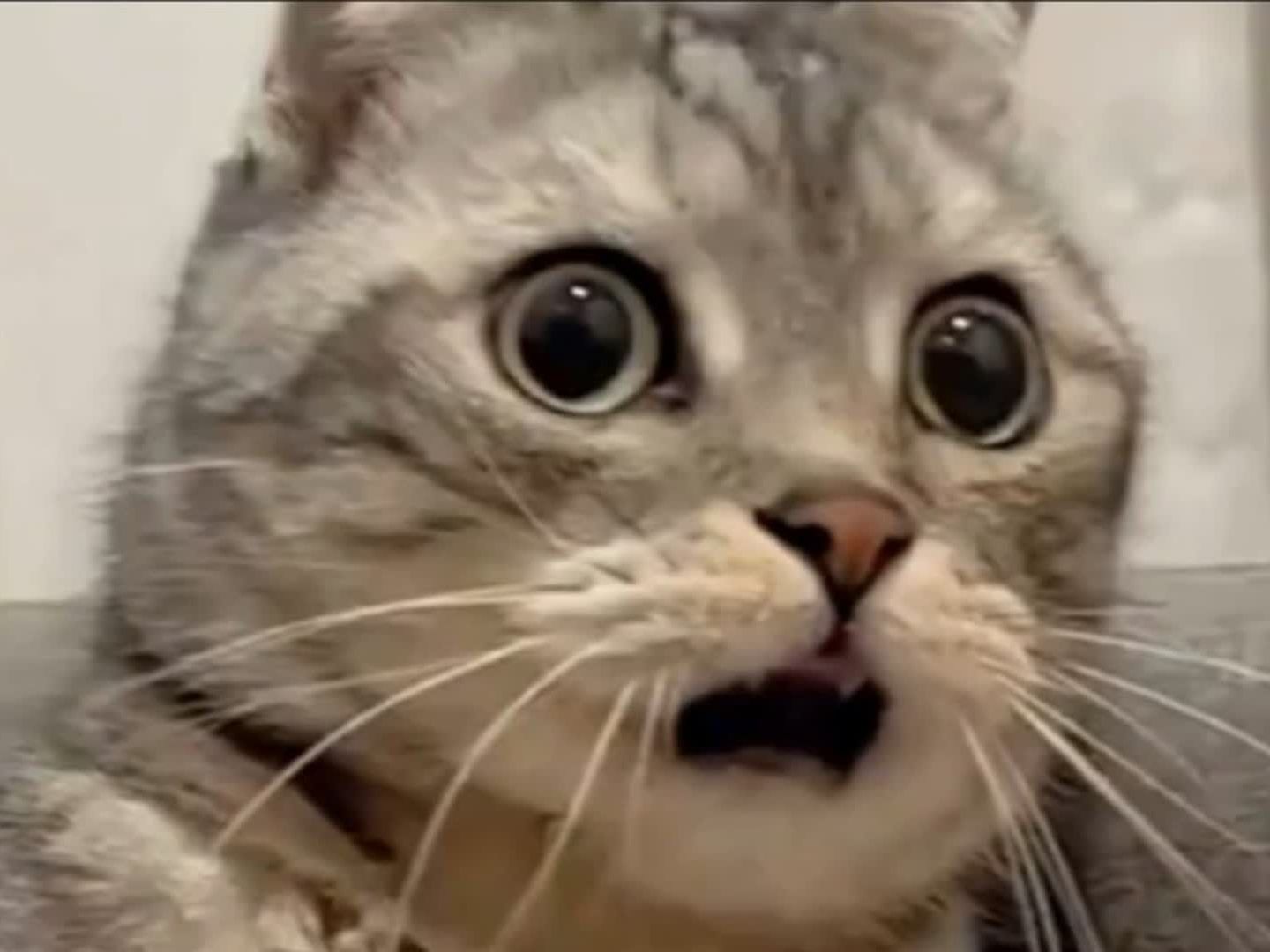 震惊全网（欧洲杯决赛）格林纳达另外牙买加第四节赛事比分-实战解析