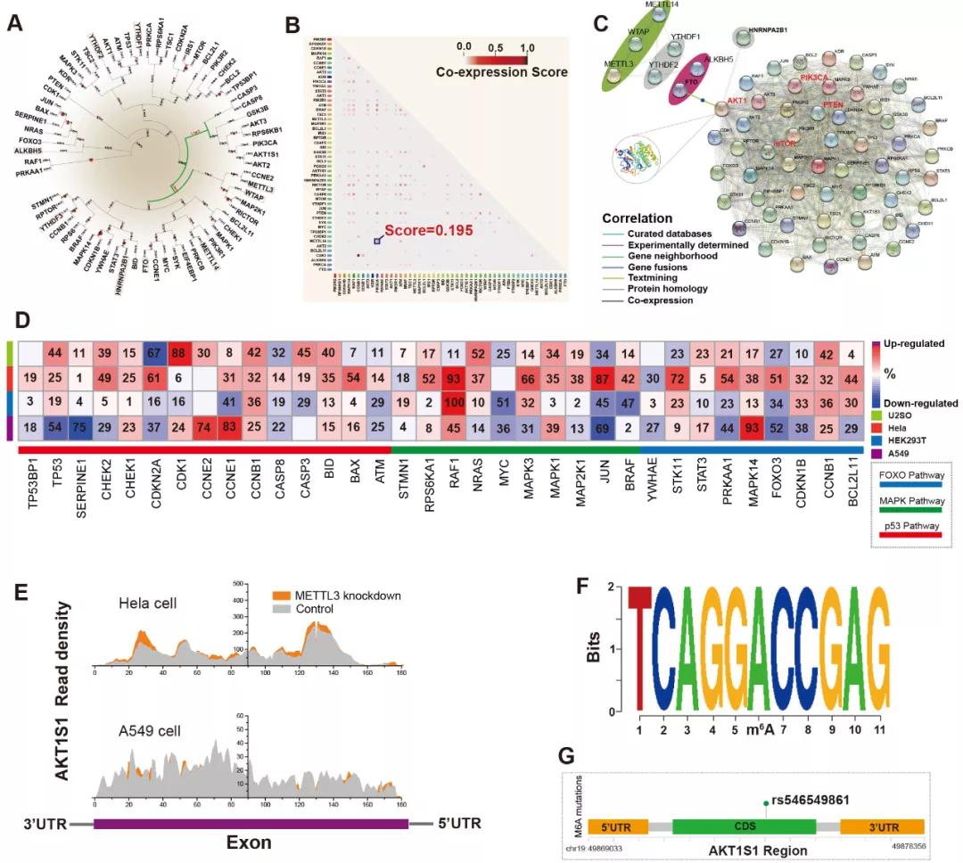 行业速递（足球决赛决赛）葡萄牙比拼加纳赛事直播平台-热点剖析