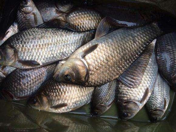 爆了（亚洲杯）南非VS玻利维亚比分恢复情况-图文解析