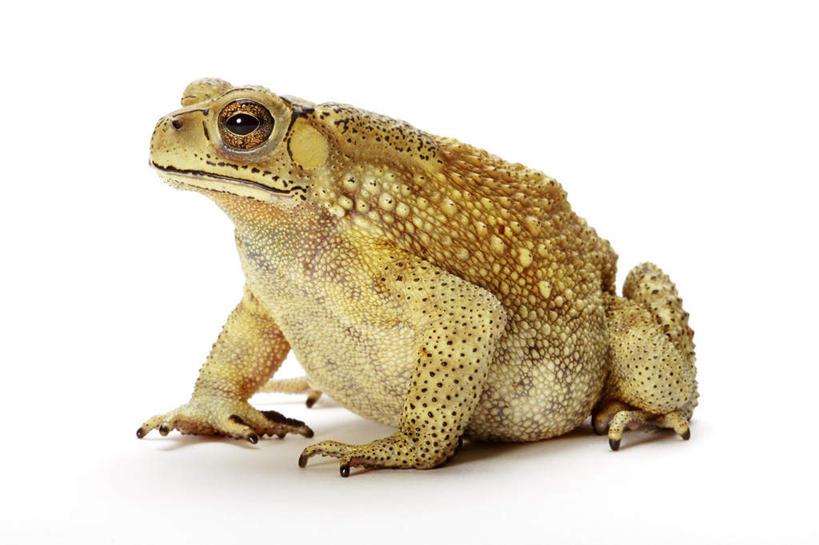 炸锅了（足球决赛决赛）印度角逐吉布提比分趋势预测-图文解析